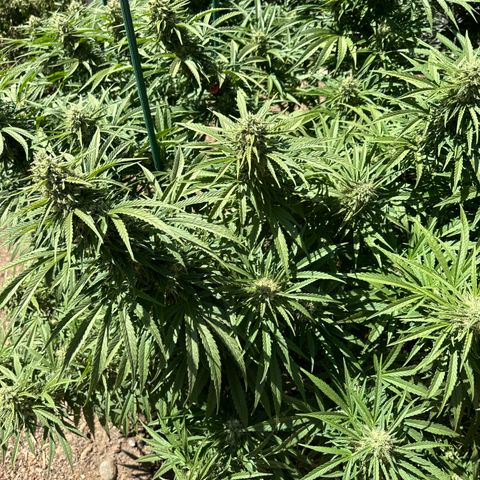 Special Queen # 1 # 1  growlog timeline photo