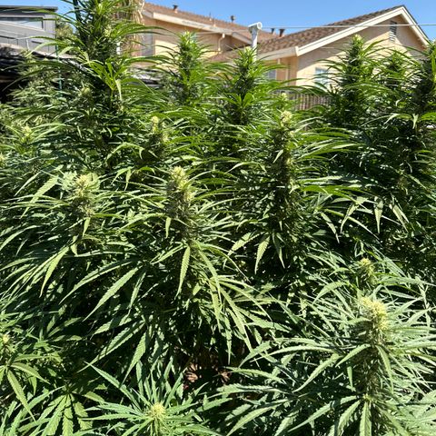 Special Queen # 1 # 2 growlog timeline photo