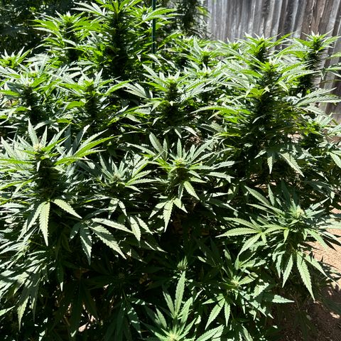 Royal Skywalker  growlog timeline photo