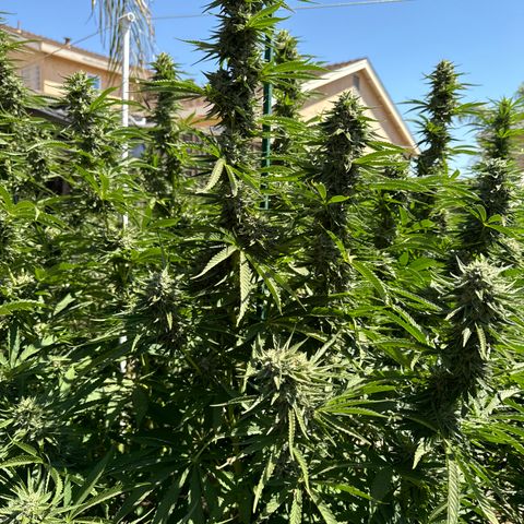 Legendary OG Punch # 1 #2 growlog timeline photo