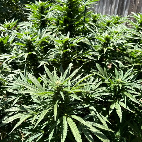 Royal Skywalker  growlog timeline photo