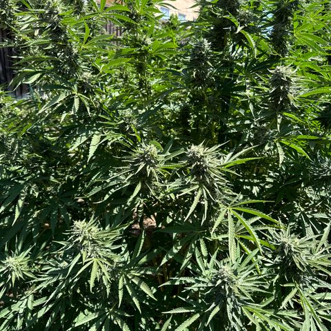 Legendary OG Punch # 1 #2 growlog timeline photo