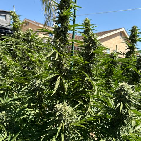 Legendary OG Punch # 1 #2 growlog timeline photo