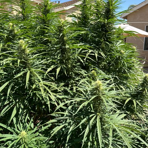 Special Queen # 1 # 2 growlog timeline photo