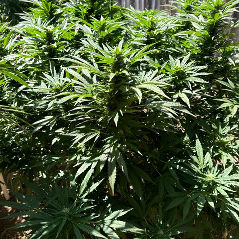 Royal Skywalker  growlog timeline photo
