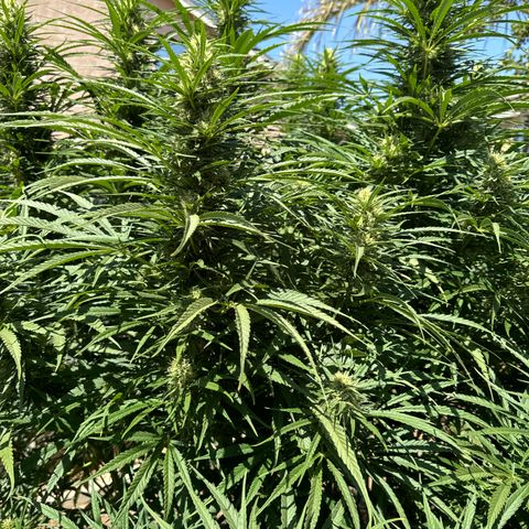 Special Queen # 1 # 2 growlog timeline photo