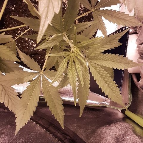 Sweet Cheese Auto growlog photo: 16 cm ancho 42 alto