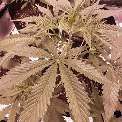 Sweet Cheese Auto growlog photo: 16 cm ancho 42 alto