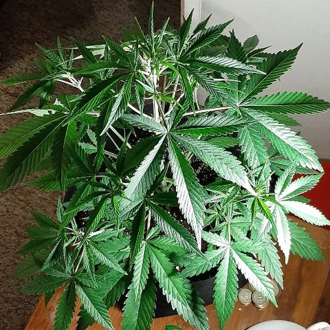 Sweet Cheese Auto growlog timeline photo