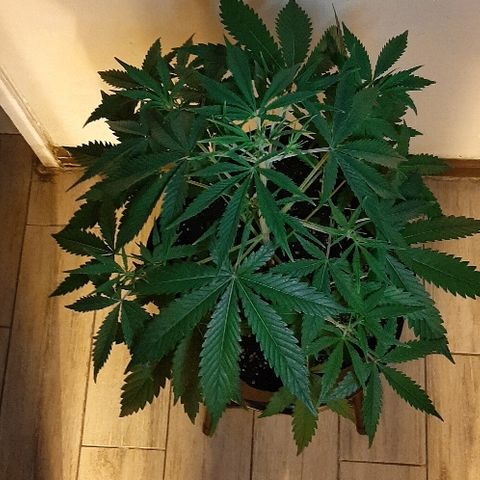 Sweet Cheese Auto growlog timeline photo