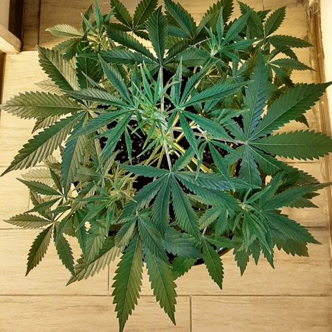 Sweet Cheese Auto growlog timeline photo