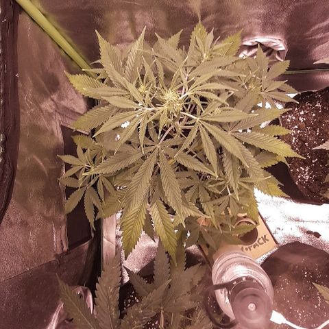Sweet Cheese Auto growlog timeline photo