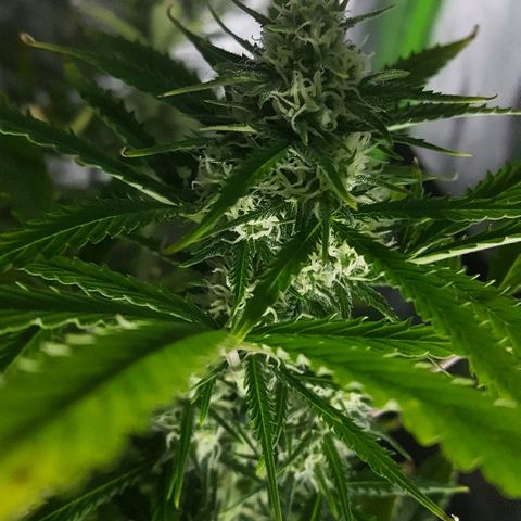 Sweet Cheese Auto growlog timeline photo