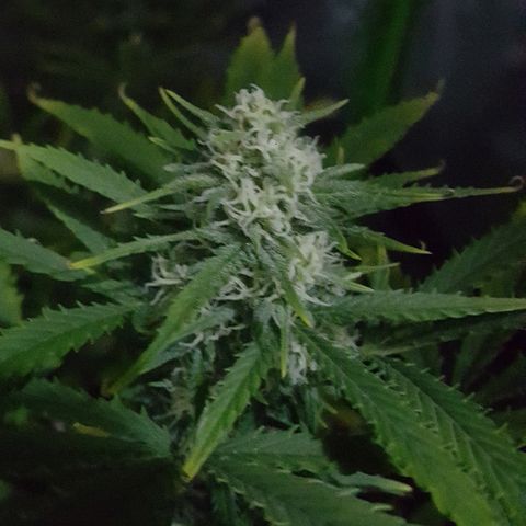 Sweet Cheese Auto growlog timeline photo