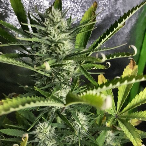 Sweet Cheese Auto growlog timeline photo