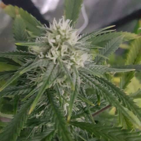 Sweet Cheese Auto growlog timeline photo
