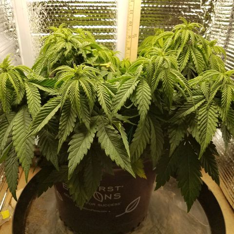 Indica growlog photo: Switched to 12/22 light cycle
