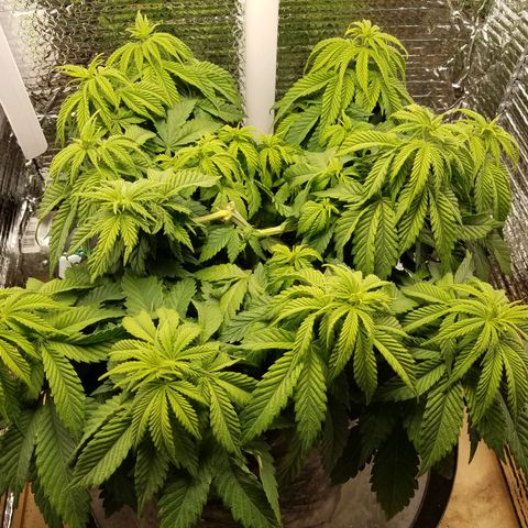 Indica growlog photo: Switched to 12/22 light cycle
