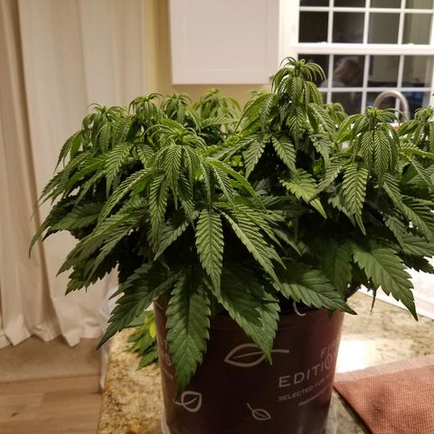 Indica growlog timeline photo
