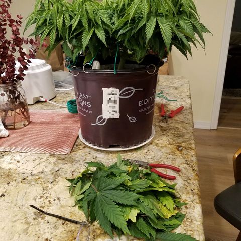 Indica growlog timeline photo