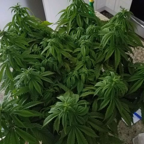 Indica growlog photo: Before & after trim