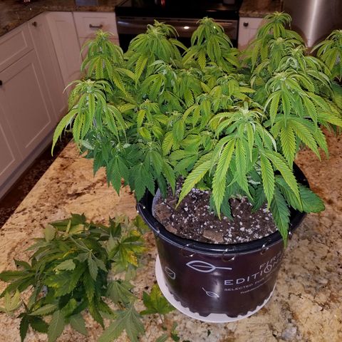 Indica growlog photo: Before & after trim