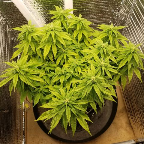 Indica growlog timeline photo