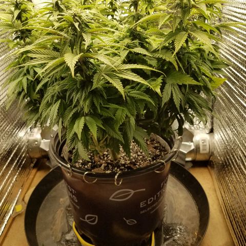 Indica growlog timeline photo