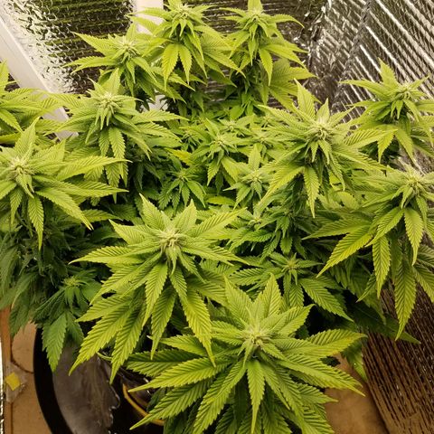 Indica growlog timeline photo