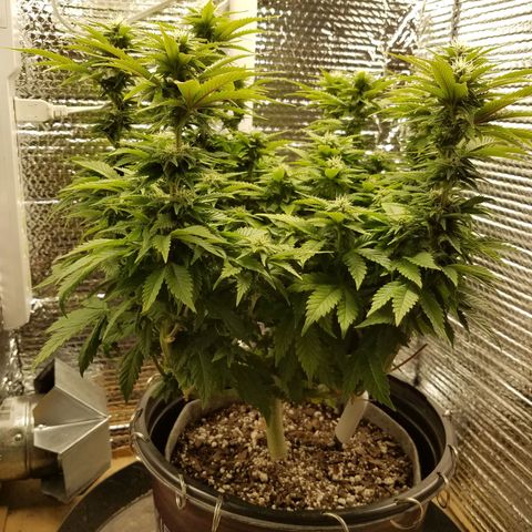 Indica growlog timeline photo