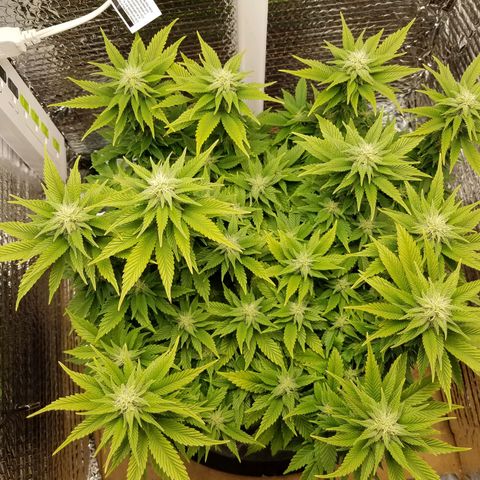 Indica growlog timeline photo
