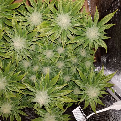 Indica growlog photo: End of week 5 of flower.