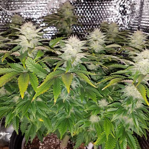 Indica growlog photo: End of week 5 of flower.