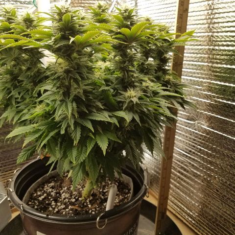Indica growlog timeline photo