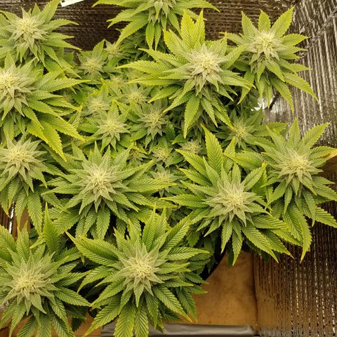 Indica growlog timeline photo
