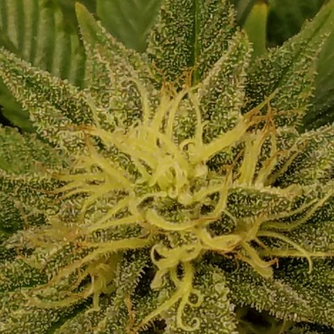 Indica growlog timeline photo