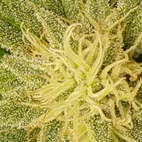 Indica growlog timeline photo