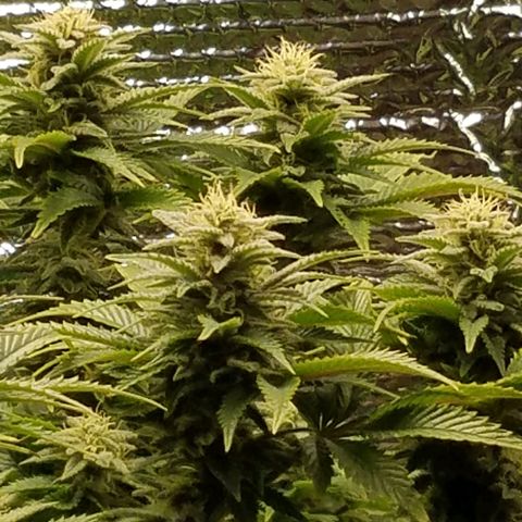 Indica growlog timeline photo