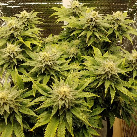 Indica growlog photo: 2 taken with no light, 1 under lights