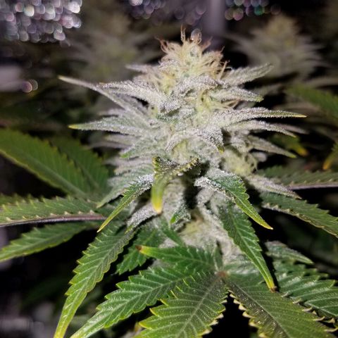 Indica growlog photo: 2 taken with no light, 1 under lights