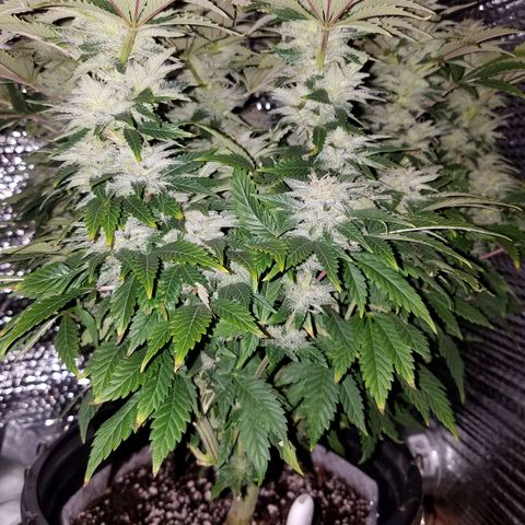 Indica growlog photo: 2 taken with no light, 1 under lights
