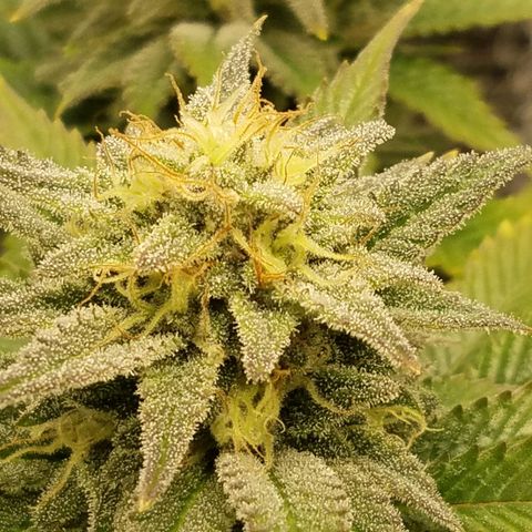 Indica growlog timeline photo