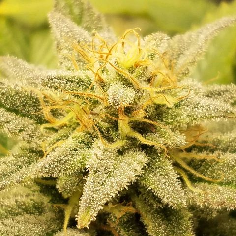 Indica growlog timeline photo