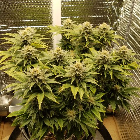 Indica growlog timeline photo