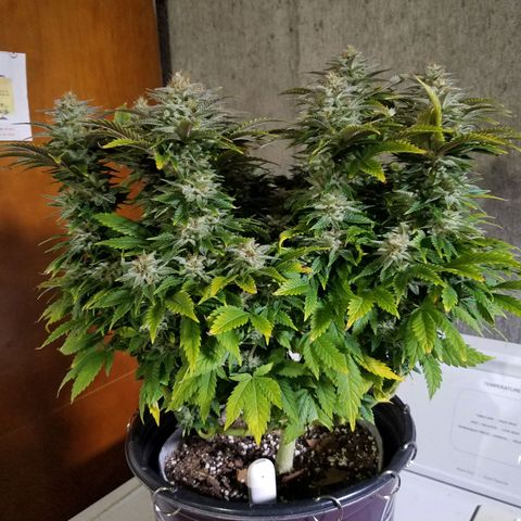 Indica growlog photo: Harvest day