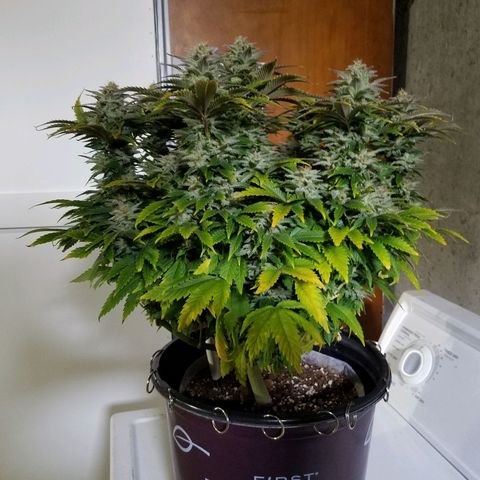 Indica growlog photo: Harvest day