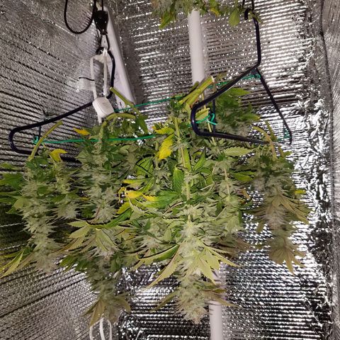 Indica growlog timeline photo