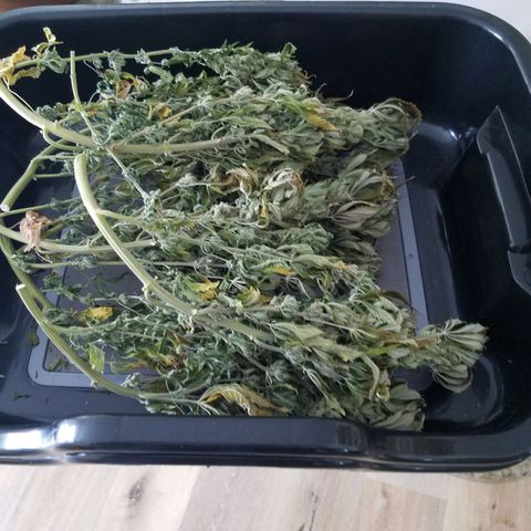 Indica growlog timeline photo