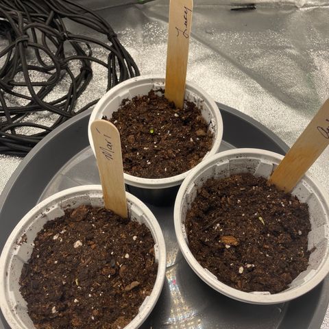 Lucy growlog photo: All seeds broke the surface 
