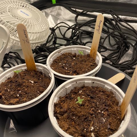 Lucy growlog timeline photo